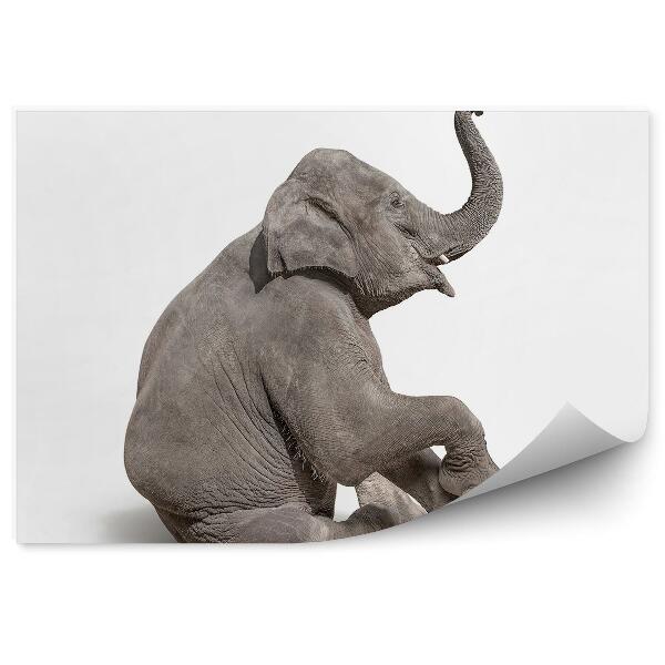 Okleina ścienna Małe słoniątko na białym tle
