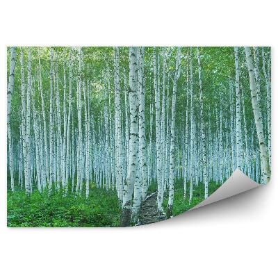 Okleina ścienna Zielone rośliny przyroda drzewa brzozy ścieżka