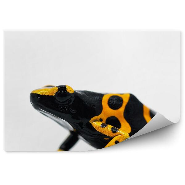 Okleina ścienna Żabka na białym tle