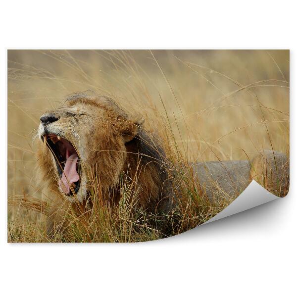Okleina ścienna Ziewający lew wśród traw