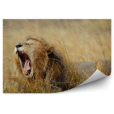 Okleina ścienna Ziewający lew wśród traw