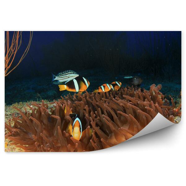 Okleina ścienna Rafa ukwiały i ryby błazenki