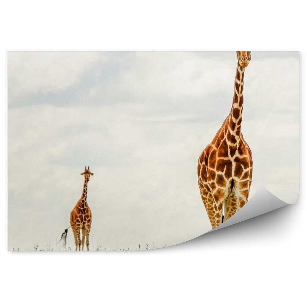 Okleina ścienna Żyrafy na tle zachmurzonego nieba