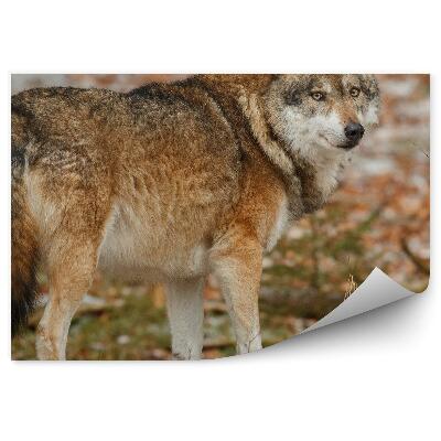 Fototapeta Wilk europejski las trawa przyroda