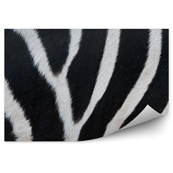 Fototapeta samoprzylepna Czarno-białe pasy futro zebra