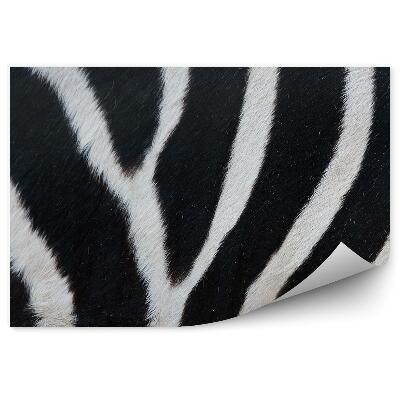 Fototapeta samoprzylepna Czarno-białe pasy futro zebra