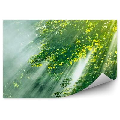 Fototapeta Las liściasty promienie słoneczne