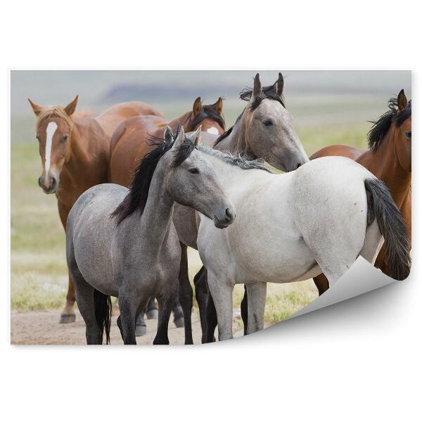 Fototapeta Stado koni brązowe szare biały woda trawa