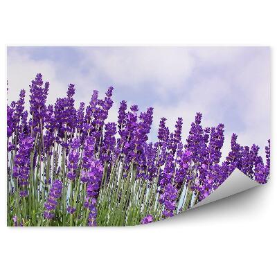 Fototapeta Kwiaty lawendy niebo chmury