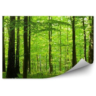 Fototapeta na ścianę Stare brzozy w liściastym lesie