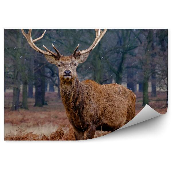 Okleina ścienna Jeleń wśród uschniętych paproci