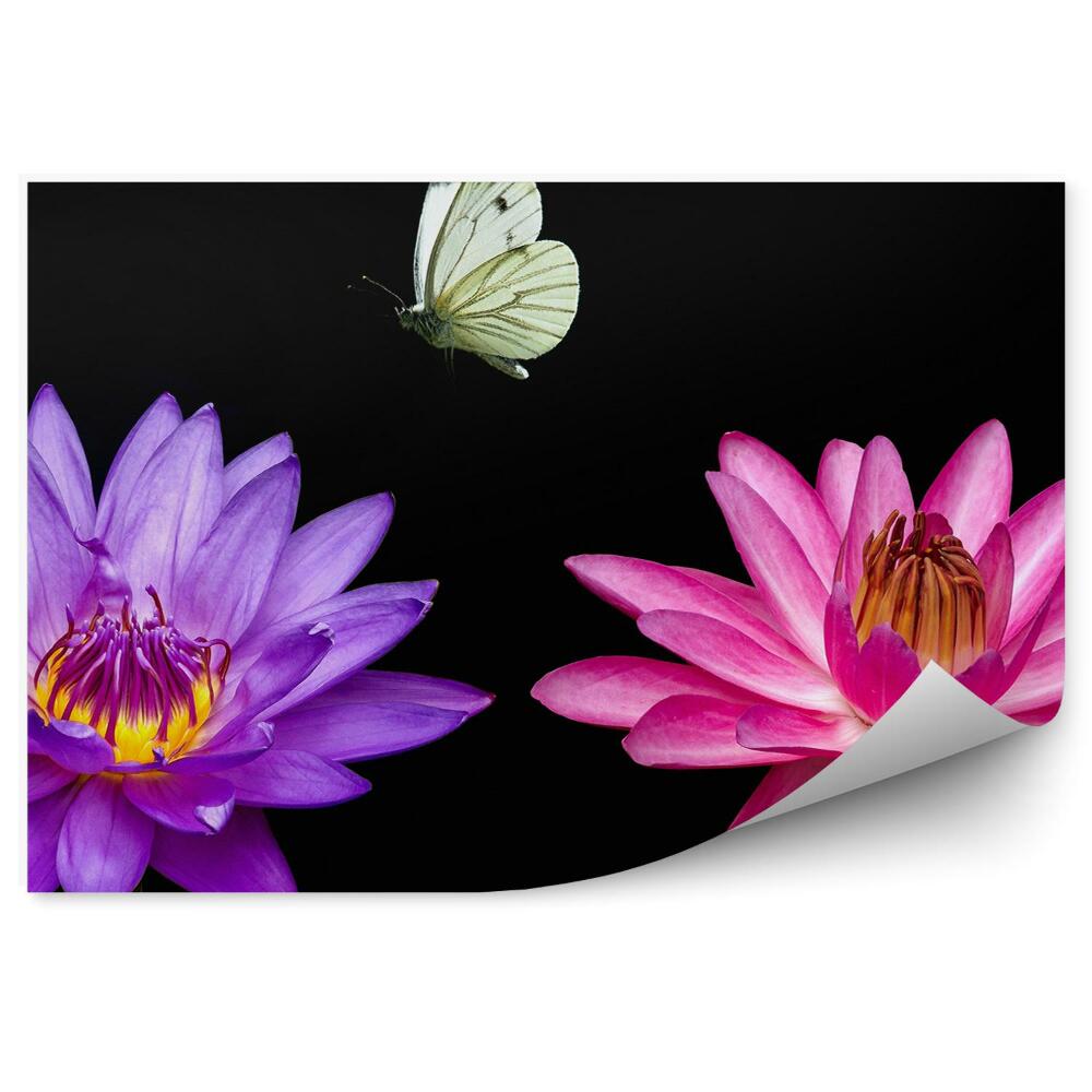 Okleina ścienna Różowe fioletowe lilie czarne tło biały motyl