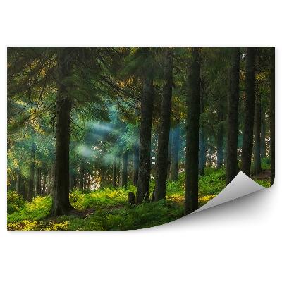 Fototapeta Las iglasty słoneczny paprocie