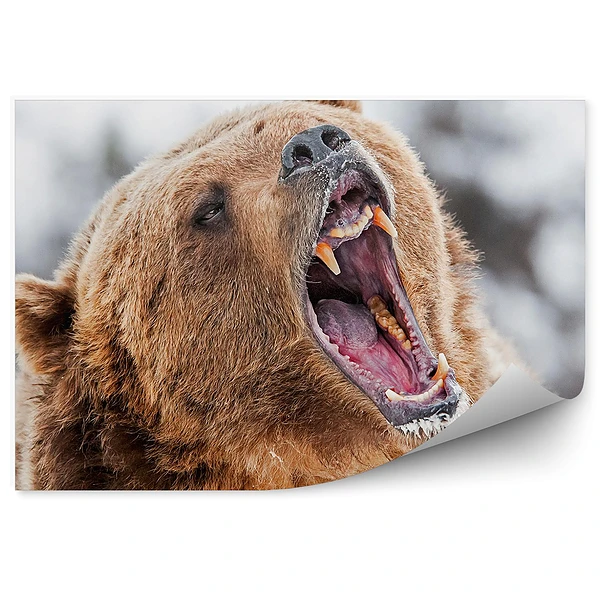 Okleina ścienna Ryczący grizzly