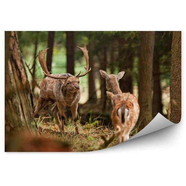 Okleina ścienna Daniele wśród drzew