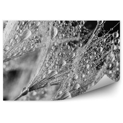 Fototapeta na ścianę Kropla rosy dmuchawiec