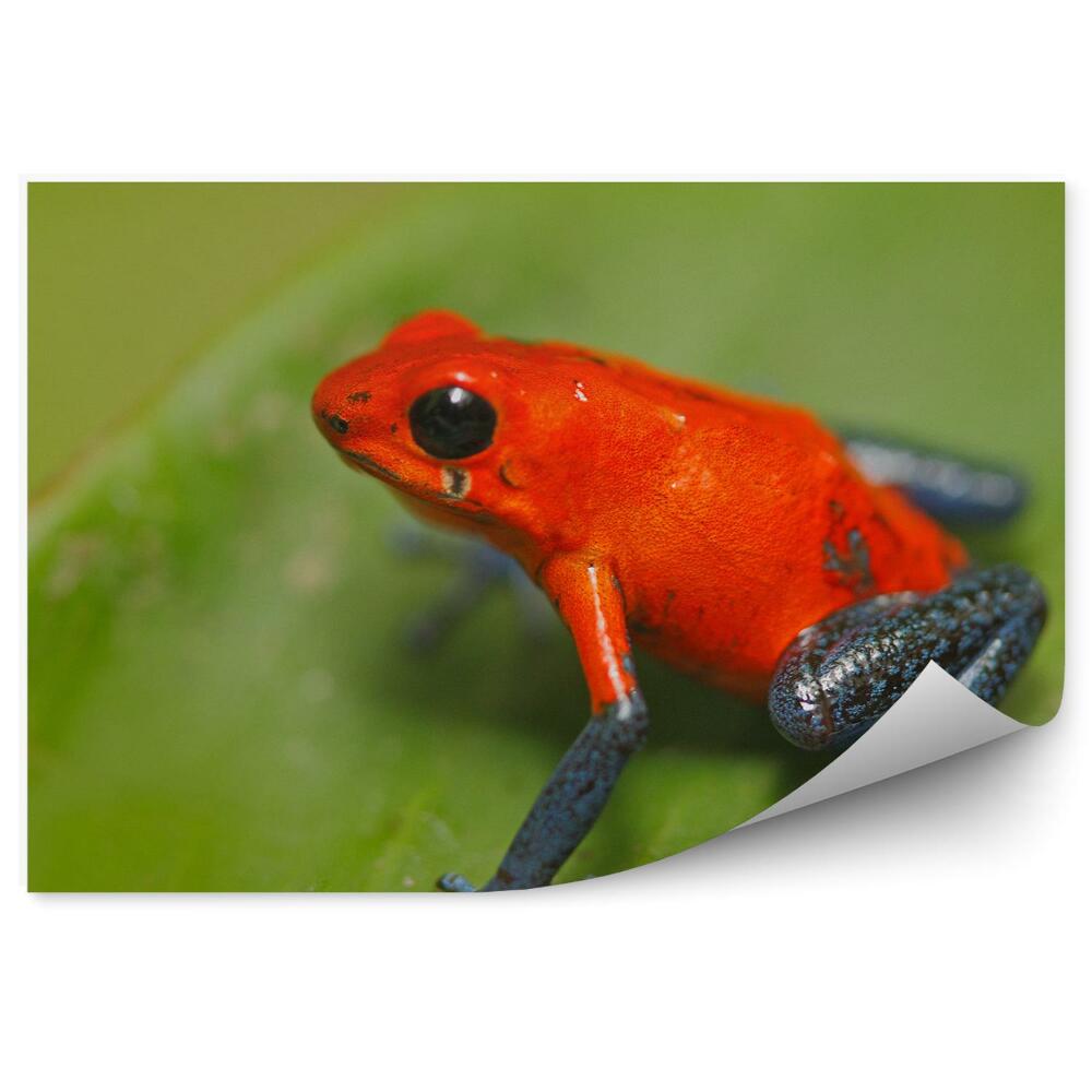 Okleina ścienna Żabka drzewołaz na liściu