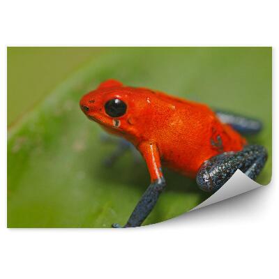 Okleina ścienna Żabka drzewołaz na liściu