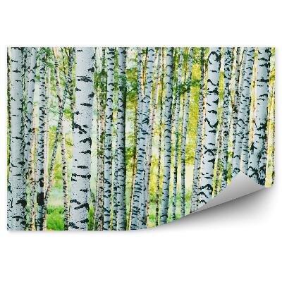 Okleina ścienna Trawa zieleń drzewa pnie brzozy