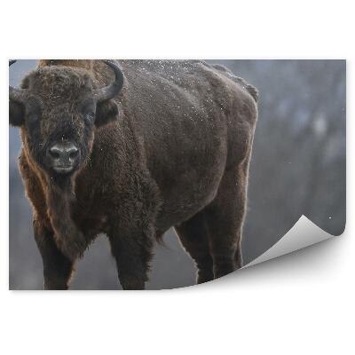 Okleina ścienna Żubr na zamarzniętej łące