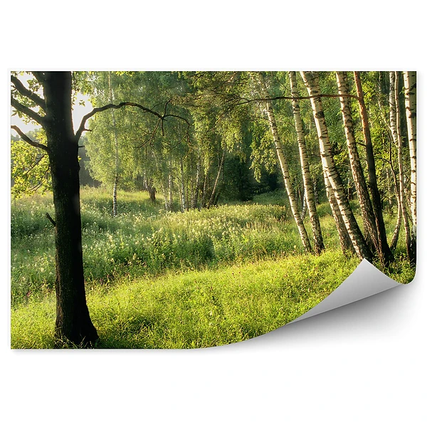 Fototapeta na ścianę Brzozy wśród lasu liściastego łąka