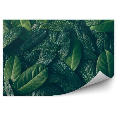 Fototapeta Układ wykonany z zielonych liści
