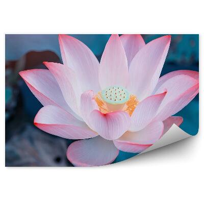 Okleina ścienna Rozwinięta lilia wodna