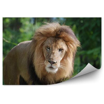 Okleina ścienna Samiec lwa na tle dżungli