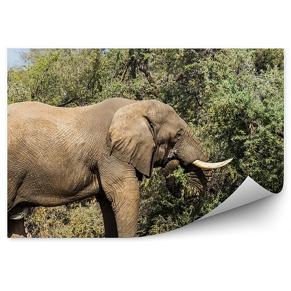 Fototapeta Słoń drzewo liście natura niebo sawanna afryka