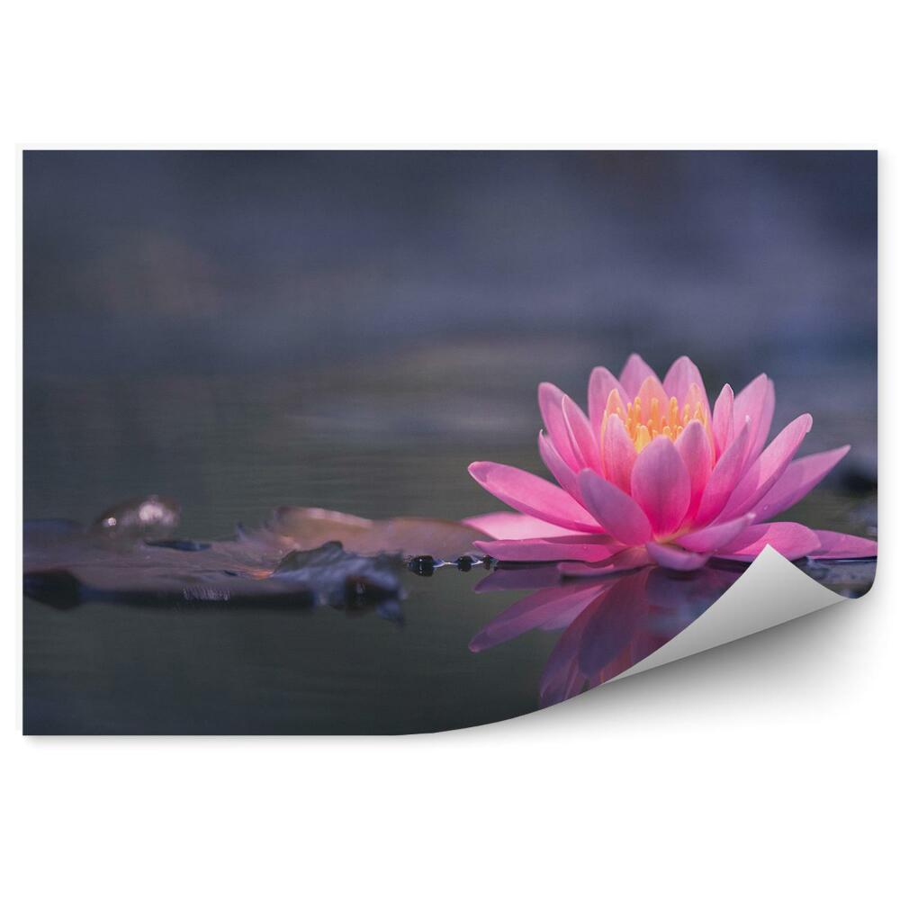 Okleina ścienna Różowa lilia wodna na ciemnym stawie