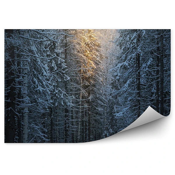 Fototapeta Zimowy las sosnowy