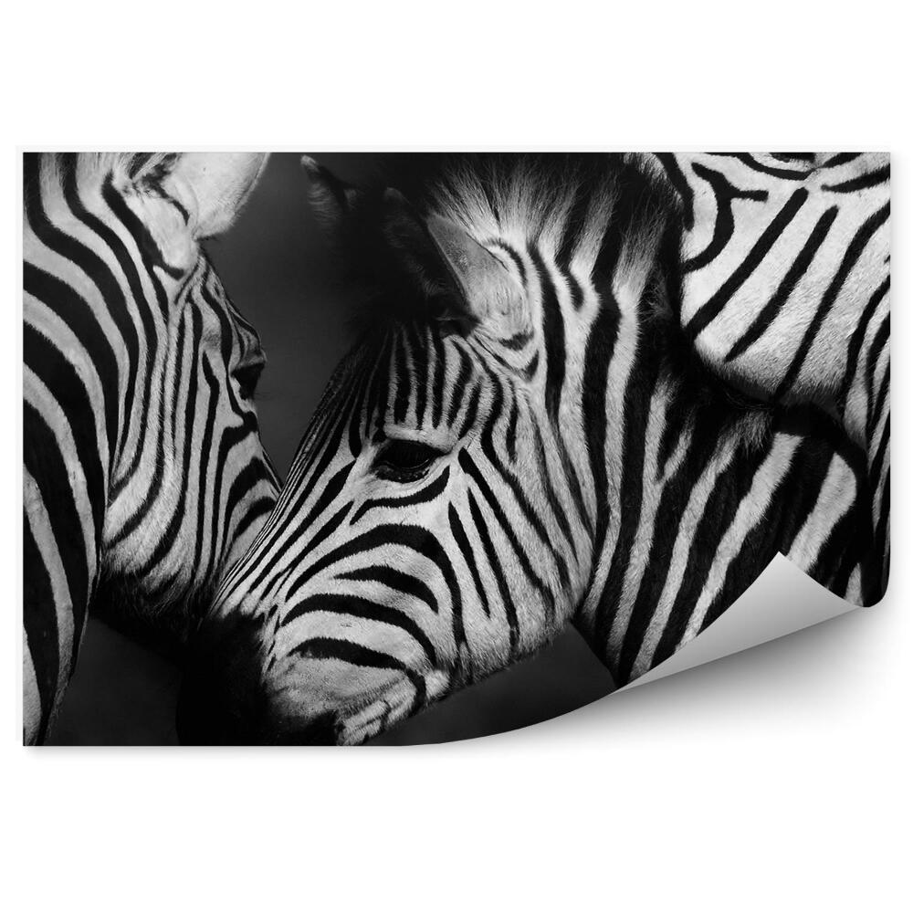 Fototapeta Grupa zebr z bliska