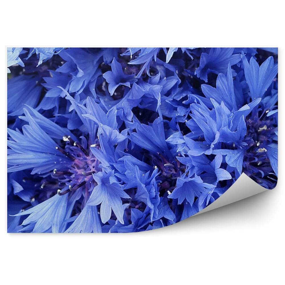 Okleina ścienna Chabry zbliżenie na kwiatostany