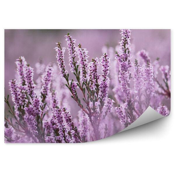 Fototapeta na ścianę Bladoróżowe wrzosy we mgle