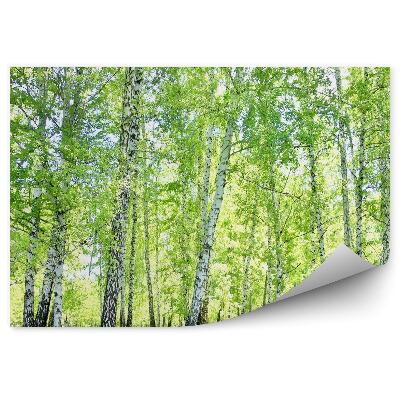 Okleina ścienna Las brzozowy trawa