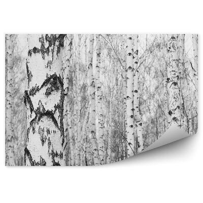 Okleina ścienna Czarno-białe las brzozowy