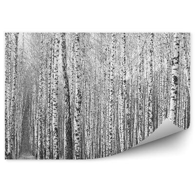 Okleina ścienna Czarno-białe las brzozowy
