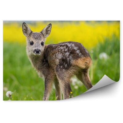 Okleina ścienna Młoda sarenka na łące