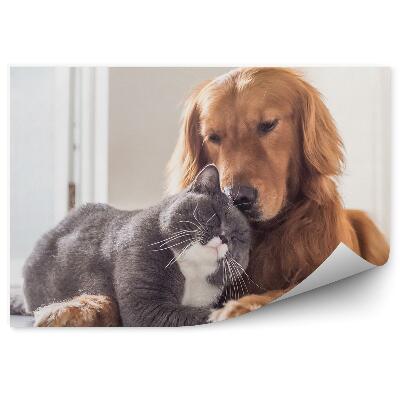 Fototapeta Kot brytyjski pies przyjaciele odpoczynek