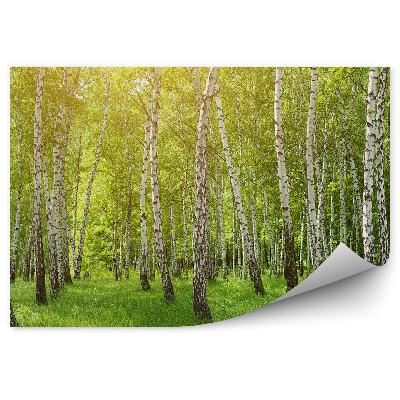 Okleina ścienna Czarno-białe las brzozowy