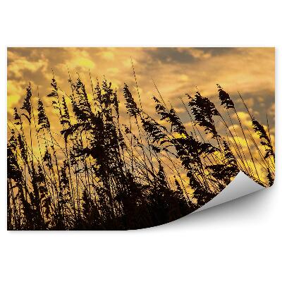 Okleina ścienna Trawa kłosy kolorowe niebo chmury