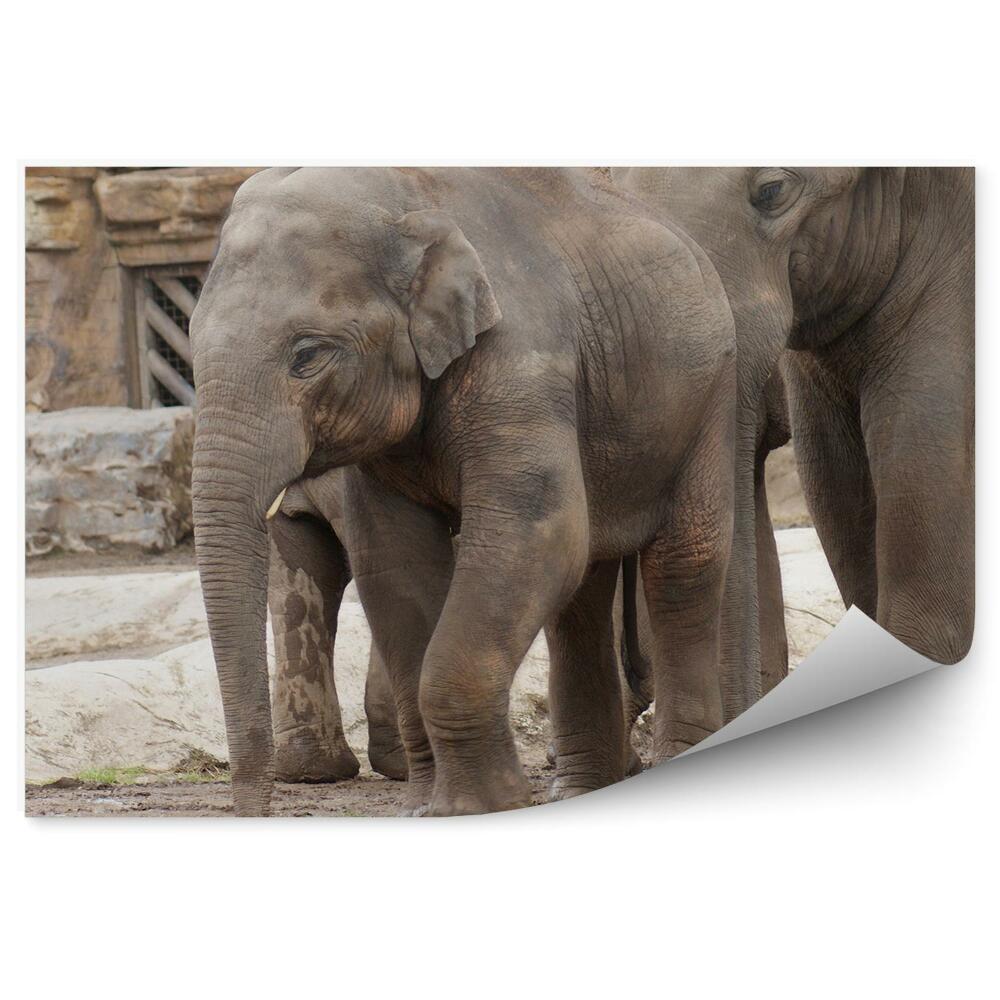 Okleina ścienna Słoniątko indyjskie