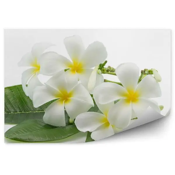 Okleina ścienna Tropikalne kwiaty plumeria białe tło