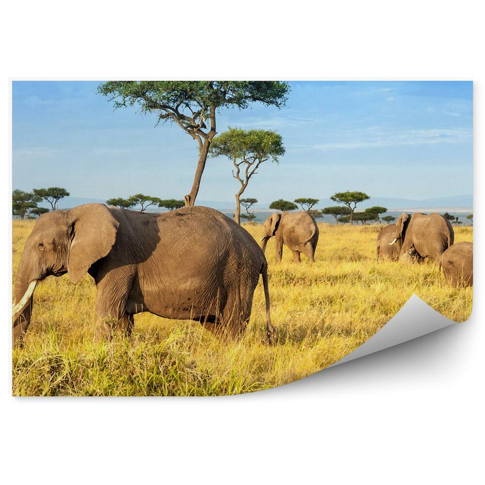 Fototapeta Słoń afrykański drzewa rezerwat