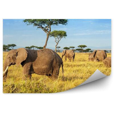 Fototapeta Słoń afrykański drzewa rezerwat