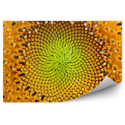 Fototapeta na ścianę Słonecznik wzór