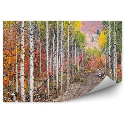 Fototapeta na ścianę Polna droga wśród białych drzew brzozy topole