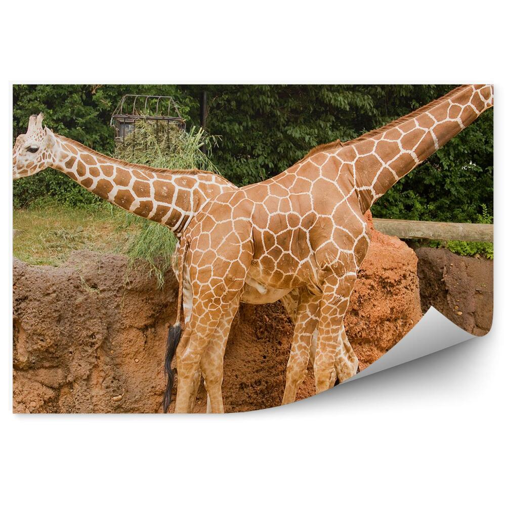 Okleina ścienna Dwie żyrafy w zoo