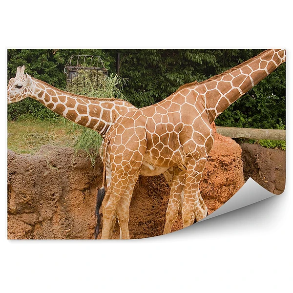 Okleina ścienna Dwie żyrafy w zoo