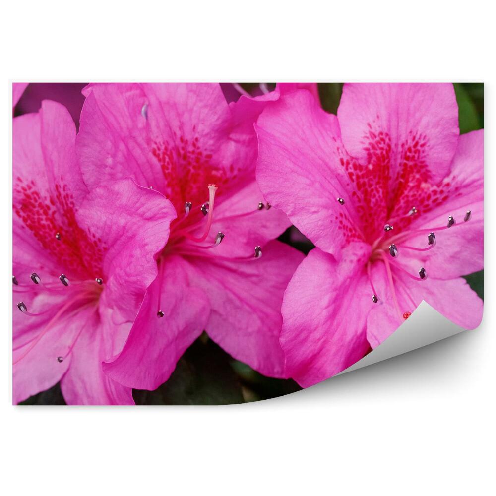 Okleina ścienna Kwiat rododendronu